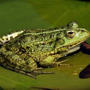 Frog