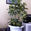 Umbrella Plant