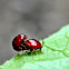 Fungus beetle