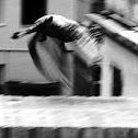 Pigeon (Piccione)