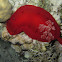 Spaanse danseres, Hexabranchus sanguineus