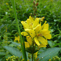 Gewöhnlicher Gilbweiderich
