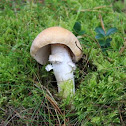 Gypsy mushroom