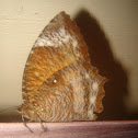 common palmfly-female