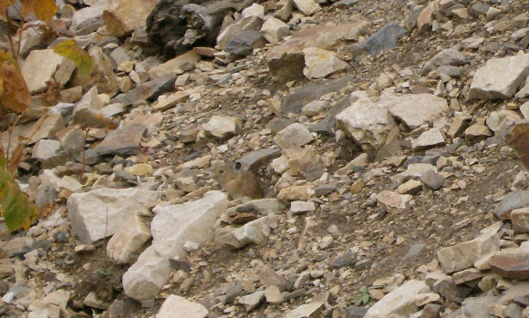 Spotting Image 1