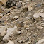American Pika