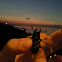 Lucanus cervus