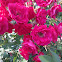 Red Rose