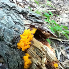 Witches jelly