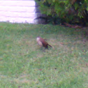 rufous hornero