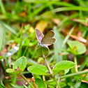 Lesser Grass Blue