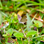 Lesser Grass Blue