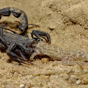 Black Scorpion