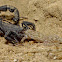 Black Scorpion