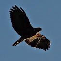 Common Buzzard / Mäusebussard