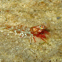 Red Shrimp