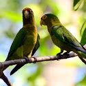 Orange-Fronted Parakeet