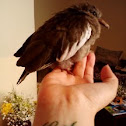 Paloma Cuculí / West Peruvian Dove