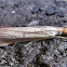 Vagabond Crambus