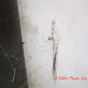 Cellar Spider