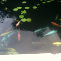 Koi