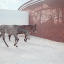Lost Jackasses