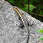 Madagascar girdled lizard
