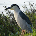 Black-crowned Night Heron