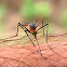 Mosquito