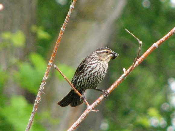 Spotting Image 1