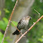 Red-winged Blackbird