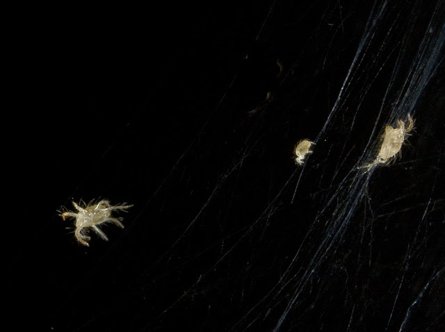 IMAGE: http://lh3.ggpht.com/Lavanut/SHfa61PwBdI/AAAAAAAABUQ/hjIY0J1b1eM/IMG_9044.jpg?imgmax=640