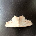 Moth