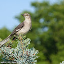 Northern mockingbird