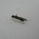 Soldier Fly