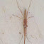 Long-jawed Orbweaver