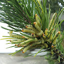 Conifer Sawfly