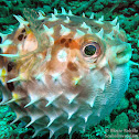 Birdbeak Burrfish