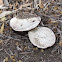 Pancake Mushroom