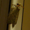Moth