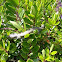 Northern Alligator Lizard