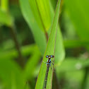 Rambur's Forktail Damselfly