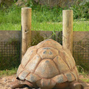 Aldabra Giant Tortoise