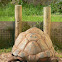 Aldabra Giant Tortoise