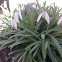 Common snowdrop