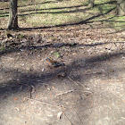 Unnamed spotting