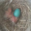 Robin