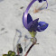 Forked bluecurls