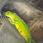 Green iguana