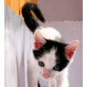 Domestic cat